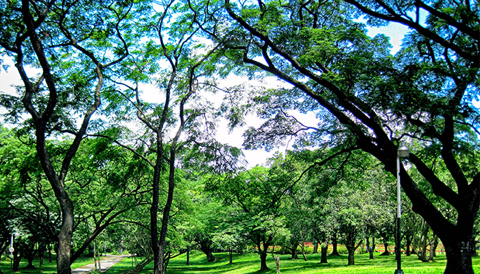 KEEP DAVAO GREEN: AN OPEN LETTER TO COUNCILOR MAHIPUS, THE DAVAO CITY COUNCIL, AND MAYOR DUTERTE